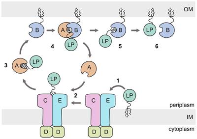 LolA and LolB from the plant-pathogen Xanthomonas campestris forms a stable heterodimeric complex in the absence of lipoprotein